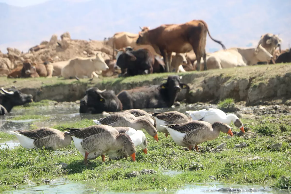 Yüksekova’da Manda Yetiştiriciliği Yeniden Canlandı