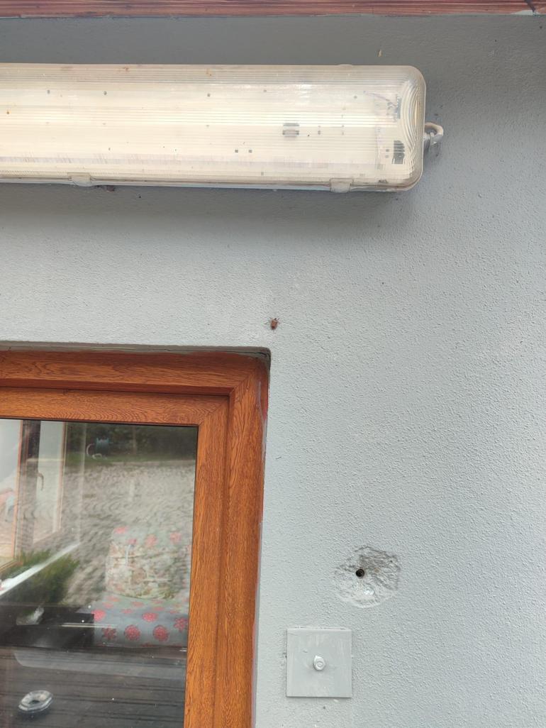 Kahverengi Kokarca Mücadelesi