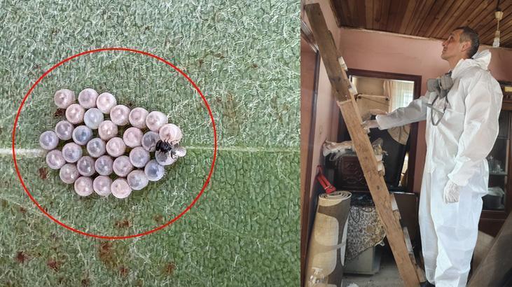 Gürcistan üzerinden Türkiye’ye geldi! İstanbullunun son kabusu oldu, hızla yayılıyor