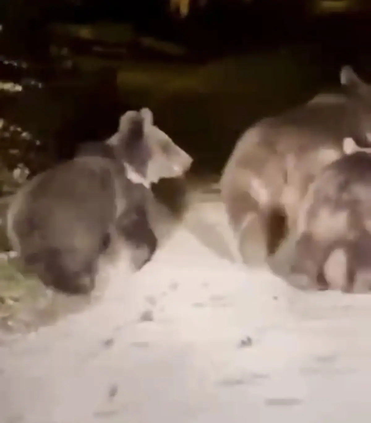 Bozayı ve Yavruları Yolda Görüntülendi