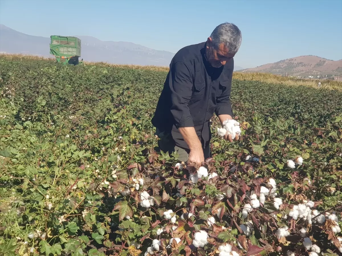 Gaziantep’te Pamuk Hasadı Başladı