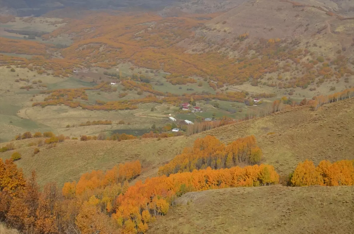 Muş’ta Sonbaharın Gelmesiyle Doğa Renk Cümbüşüne Dönüştü
