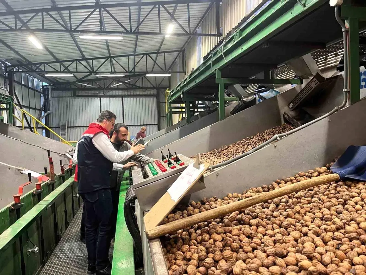 Tekirdağ’da Ceviz Üretimi Destekleniyor