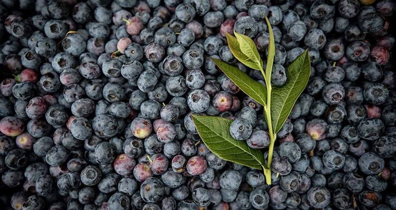 Test etmek istedi, 1 hafta boyunca yaban mersini yedi! 1 haftanın sonunda yaşadığı değişimi paylaştı: İnanılmaz