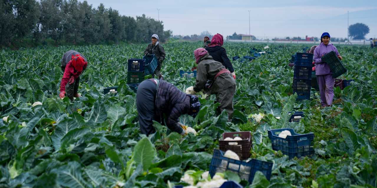 15 günlük gecikmenin ardından İzmir’de hasat başladı