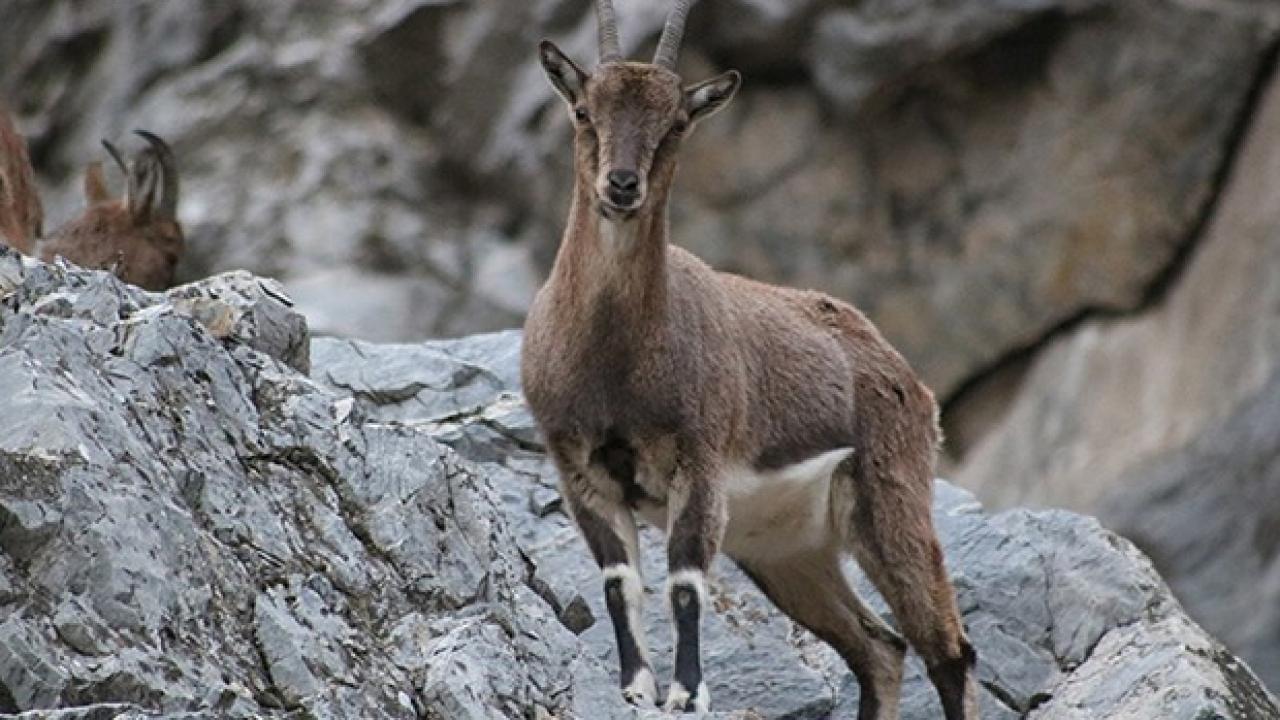 750 bin lira ceza kesildi! Kaçak avcılar tek tek tespit edildi