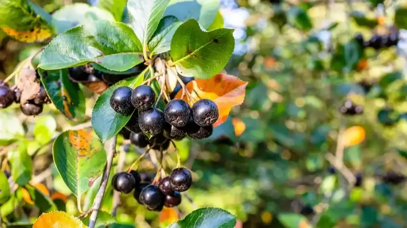 Bilim dünyasından dikkat çeken sonuç: Aronya kemoterapi hasarını baskılayabiliyor