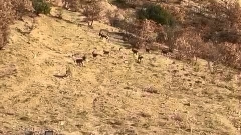 Nesli tükenme tehdidi altında, Elazığ’da görüldü