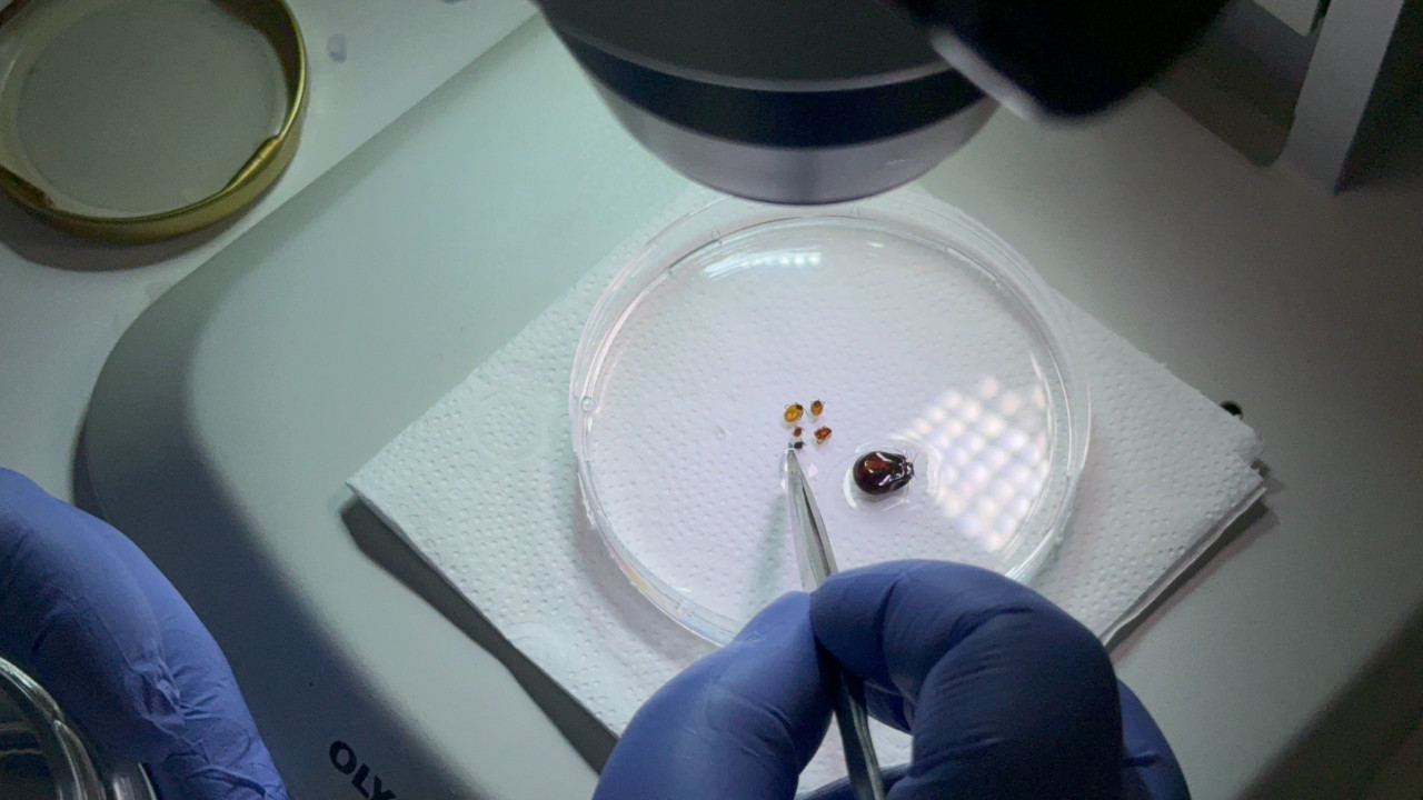 Baharın Gelmesiyle Kenelere Dikkat: Korunma Yöntemleri