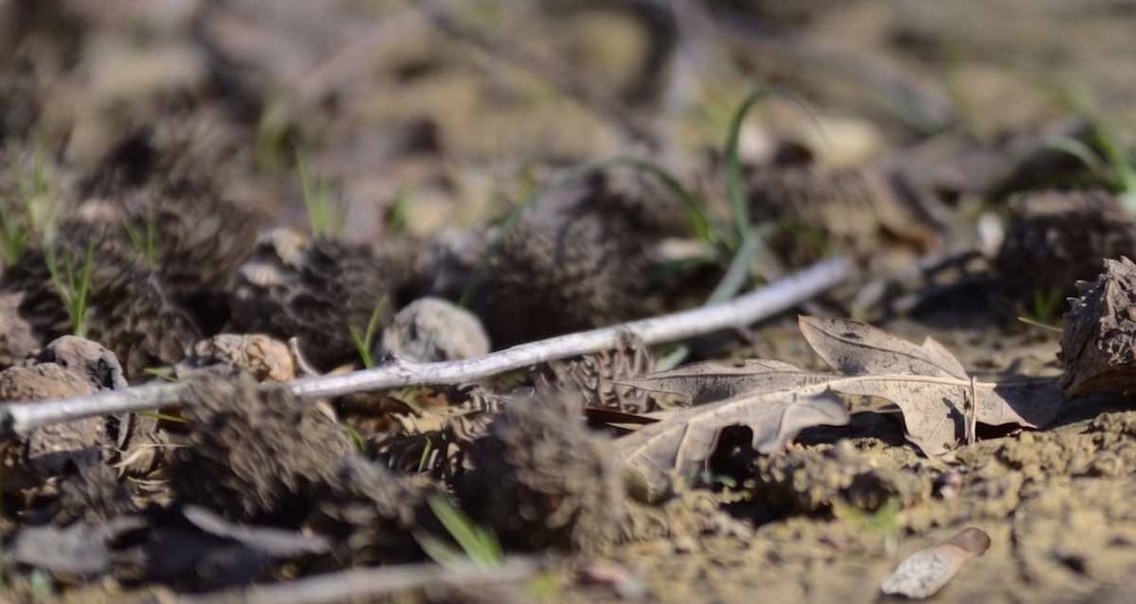 Ormanda Değersiz Gibi Görünen Meşe Palamudu, Servet Kapısı Oldu