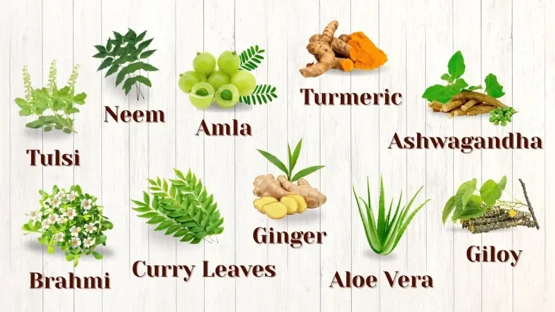 Şifalı Bitkiler İle Hayat Bulmak